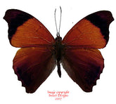 Temenis laothoe (Peru)